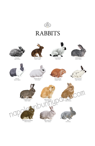 Rabbits Posters