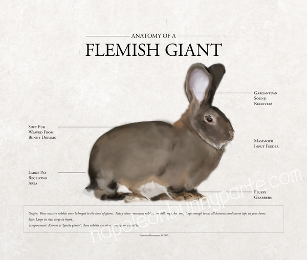 Flemish Giant Canvas Wall Art (16 x 20)